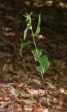 Epipactis persica