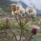 Erigeron acris подвид botschantzevii. Верхушка плодоносящего растения. Кабардино-Балкария, Черекский р-н, Кабардино-Балкарский высокогорный заповедник, Черек-Безенгийское ущелье, окр. альплагеря \"Безенги\", ≈ 2100 м н.у.м., отложенная боковая морена, субальпийский луг. 16.08.2021.