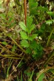 Potentilla supina. Прикорневая розетка с листом. Московская обл., ГО Подольск, мкр-н Климовск, пустырь. 01.10.2022.