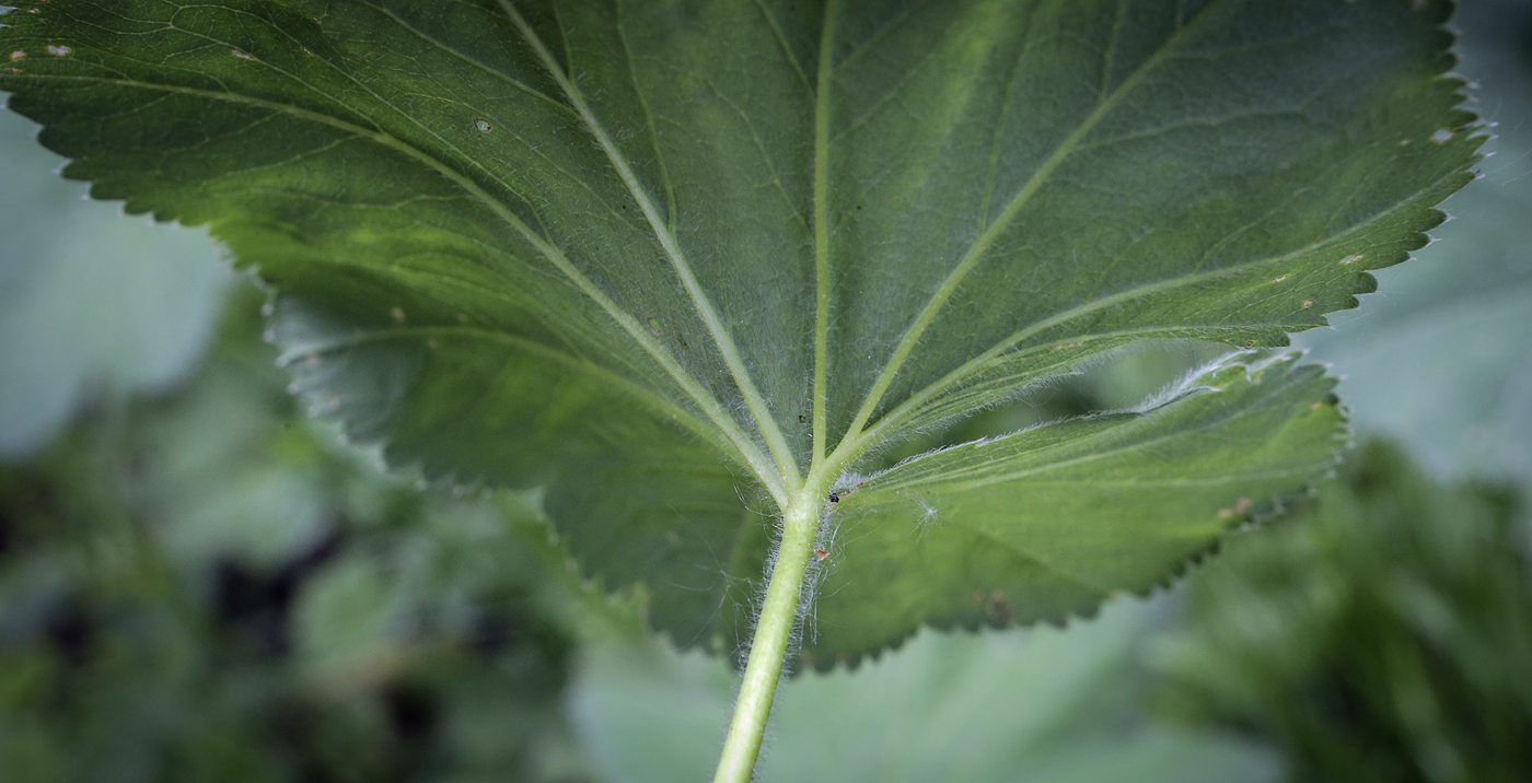 Изображение особи род Alchemilla.