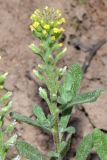 Alyssum stenostachyum