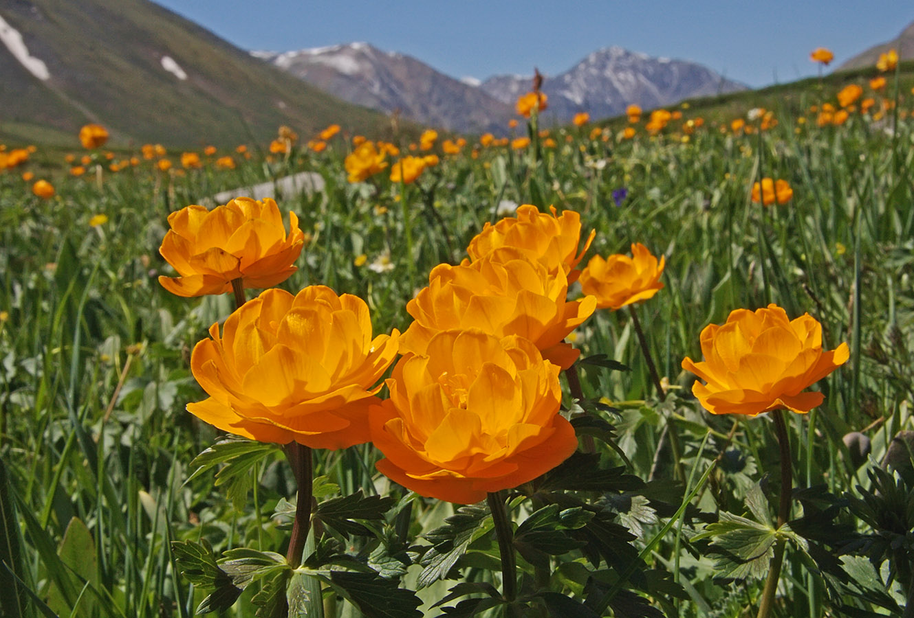 Изображение особи Trollius altaicus.