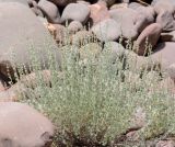 Artemisia rutifolia