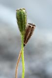 Papaver lapponicum. Незрелый (слева) и зрелый плоды. Кольский п-ов, Хибины, долина между массивом Кукисвумчорр и хребтом Пачвумчорр, песчано-гравийный карьер. 11.08.2010.