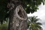 Peltophorum pterocarpum. Часть ствола с дуплом. Таиланд, Бангкок, парк Люмпини, в культуре. 30.08.2023.