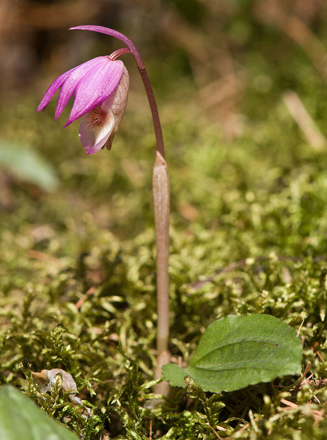 Изображение особи Calypso bulbosa.