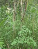 Thalictrum flavum