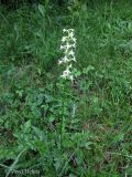 Platanthera bifolia