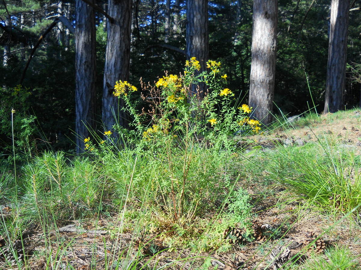 Image of Hypericum perforatum specimen.