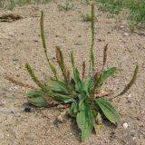 Plantago depressa. Цветущее и плодоносящее растение на днище песчаного карьера. Республика Хакасия, Ширинский р-н, окр. с. Ефремкино. 20.07.2012.