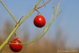 Asparagus officinalis