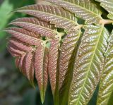 Ailanthus altissima. Фрагмент молодого листа. Крым, г. Севастополь, посадки у ж.-д. вокзала. Сентябрь 2013 г.