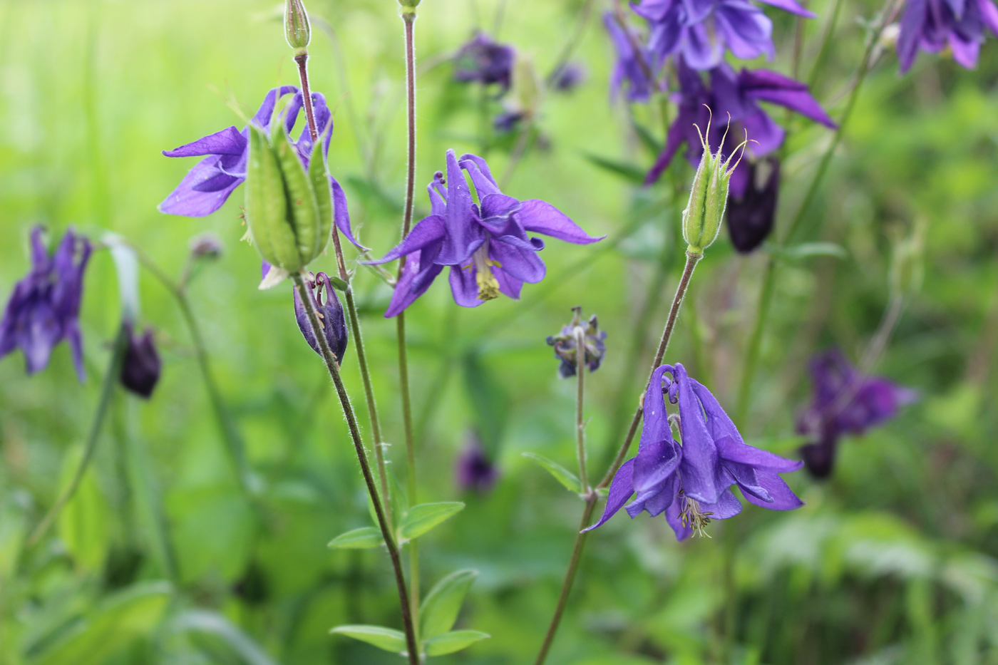 Изображение особи Aquilegia vulgaris.