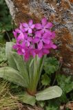 Primula turkestanica. Цветущее растение. Виден характерный для вида белый налёт на листьях. Тянь-Шань, Заилийское Алатау, Большое Алмаатинское ущ. 12.06.2008.