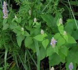 Agastache rugosa