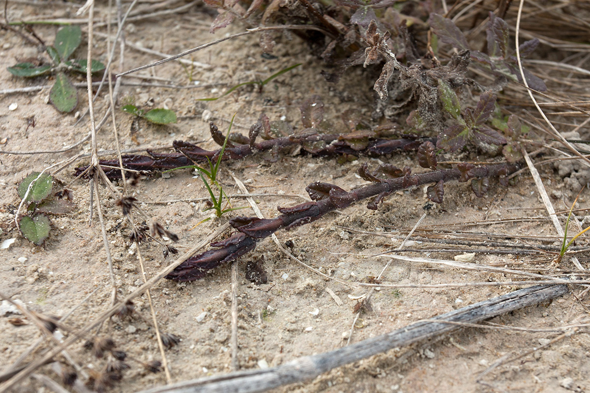 Изображение особи Teucrium scordium.