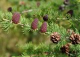 Larix sibirica. Часть ветви с шишками. Бурятия, Окинский р-н, падь Хи-Гол, ≈ 2000 м н.у.м., лиственничный лес на окраине лавового поля. 11.07.2015.