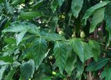 Morinda citrifolia