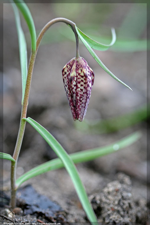Image of Fritillaria meleagris specimen.