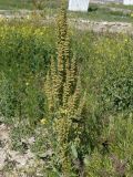 genus Rumex. Цветущее растение. Кыргызстан, Нарынская обл., левый берег р. Нарын, окр. с. Таш-Башат, вахтовый пос. 18.06.2015.