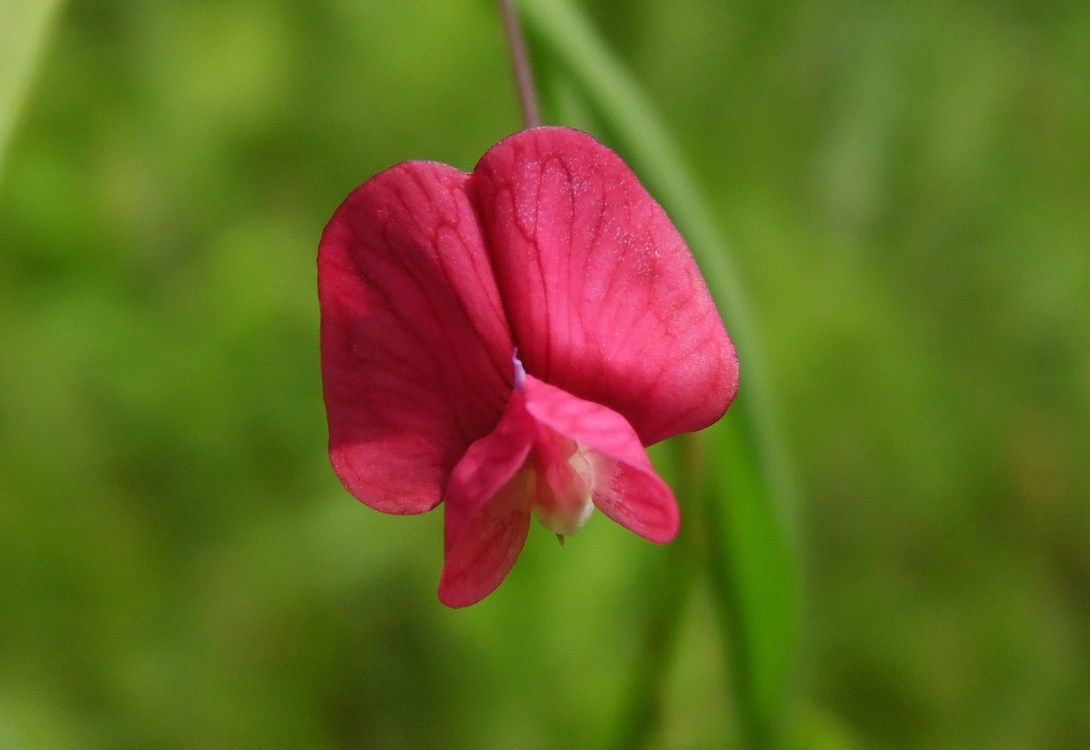 Изображение особи Lathyrus nissolia.