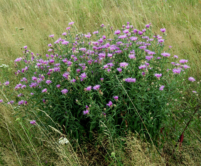 Изображение особи Centaurea jacea.