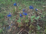 Pulmonaria mollis