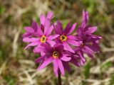 Primula cuneifolia