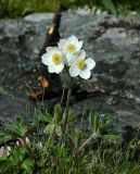 Anemonastrum sibiricum. Цветущее растение. Республика Алтай, Катунский хр., правый борт долины р. Аккем, 3 км ниже Аккемского озера., субальпийский пояс. 30.06.2006.