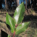 Mahonia aquifolium