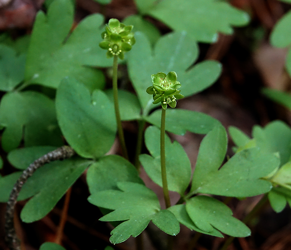 Изображение особи Adoxa moschatellina.