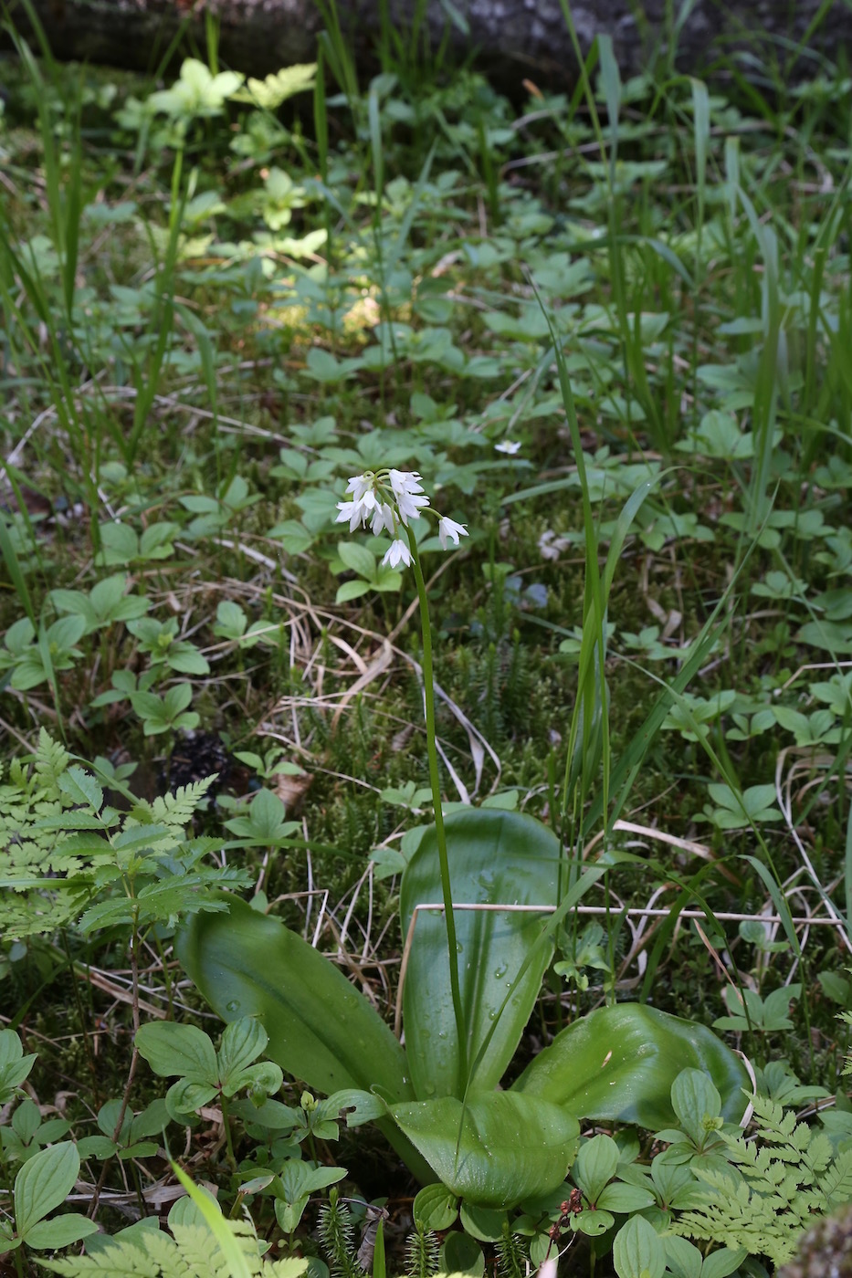 Изображение особи Clintonia udensis.