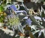 Eryngium maritimum. Соцветия. Испания, национальный парк \"Атлантические острова Галисии\", архипелаг Cies, о-ов Monteagudo, песчаная дюна. Июль.