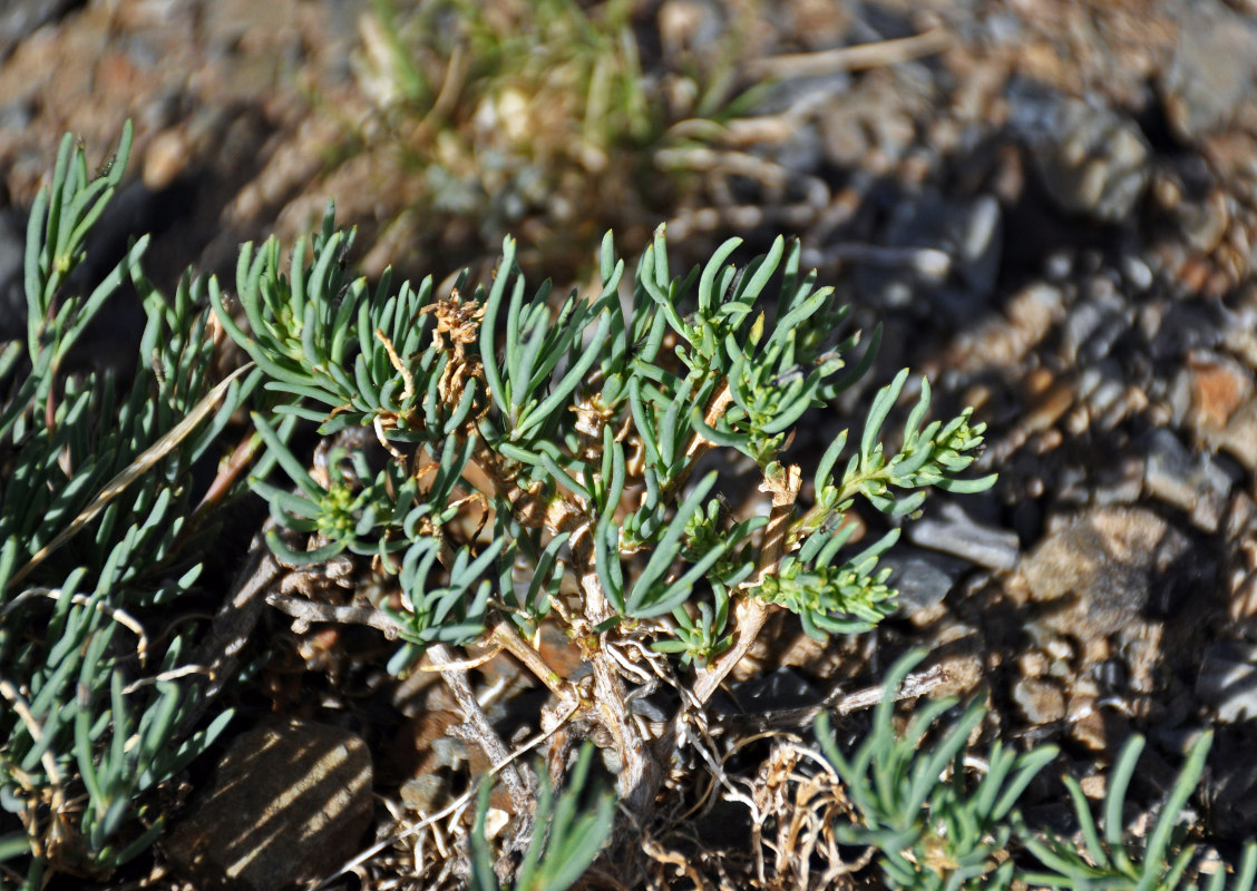 Изображение особи Salsola abrotanoides.