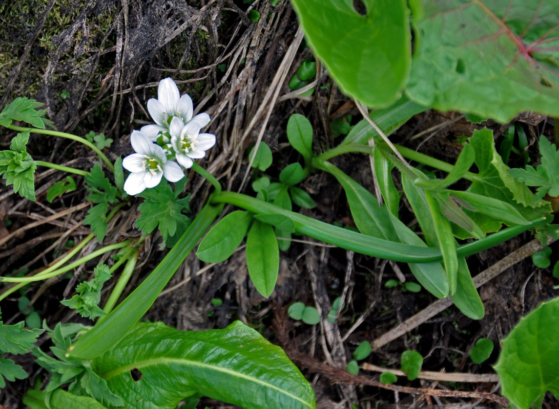 Изображение особи Ornithogalum balansae.