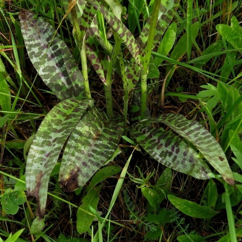 Image of Dactylorhiza fuchsii specimen.