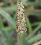 Plantago amplexicaulis