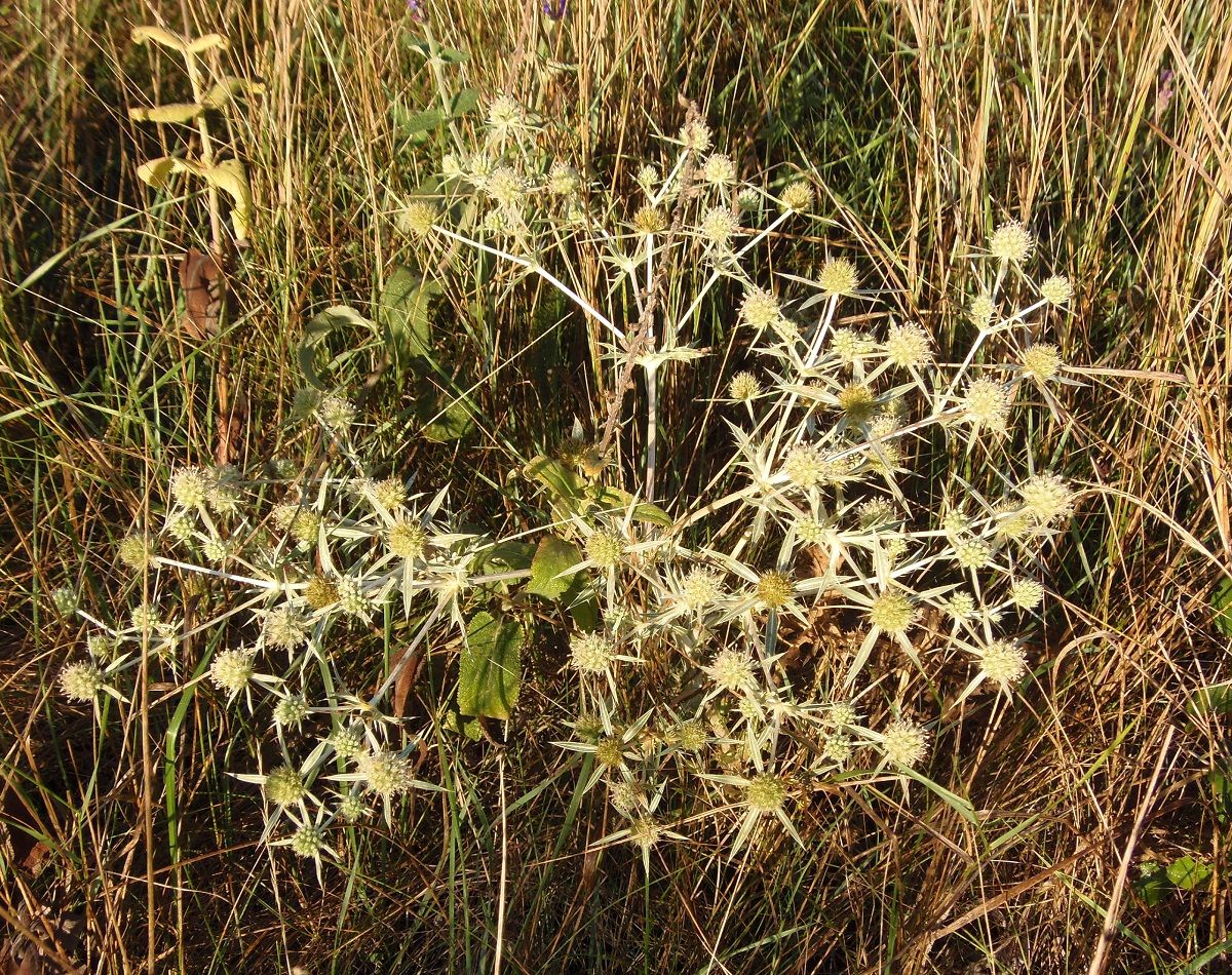 Изображение особи Eryngium campestre.