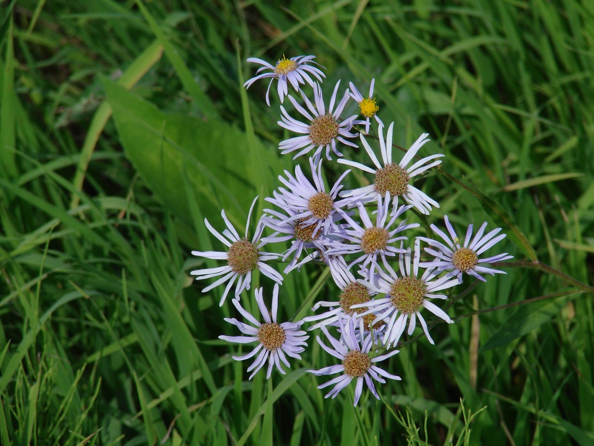 Изображение особи Aster tataricus.