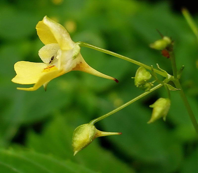 Изображение особи Impatiens parviflora.