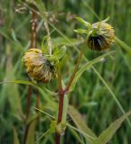 Bidens cernua