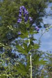 Aconitum fischeri. Верхушка цветущего побега. Сахалинская обл., Томаринский р-н, окр. г. Томари, долина р. Томаринка в нижнем течении, опушка смешанного леса. 29.07.2017.