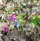 Lathyrus vernus