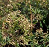 Galium mollugo