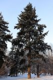 Pseudotsuga menziesii. Взрослое дерево. Санкт-Петербург, Петроградский р-н, Ботанический сад им. Петра Великого, в культуре. 06.01.2021.