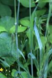 Bromus arvensis