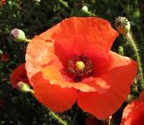 Papaver rhoeas