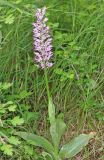 Orchis simia. Цветущее растение. Дагестан, Дербентский р-н, 3 км ЮЗ с. Геджух, луговая степь, среди кустарников. 6 мая 2022 г.