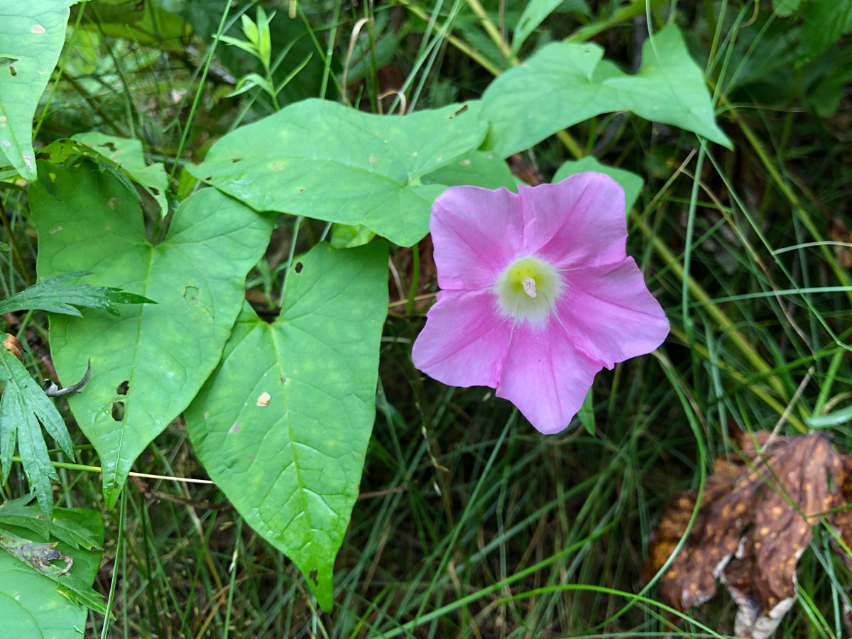 Изображение особи Calystegia inflata.