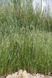 Juncus ambiguus